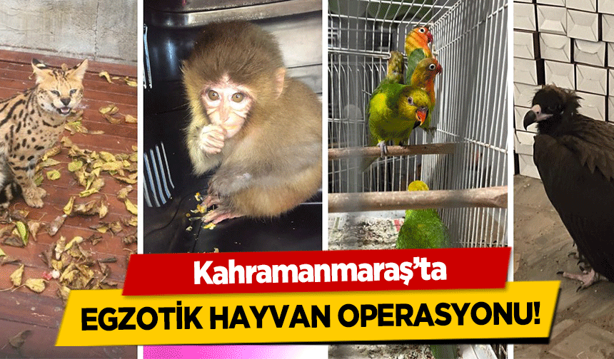 Kahramanmaraş’ta egzotik hayvan operasyonu!