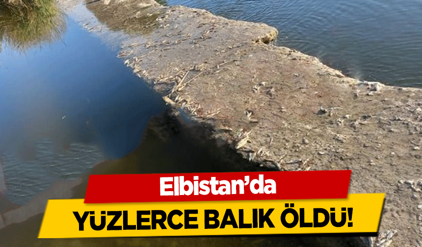 Elbistan’da yüzlerce balık öldü!