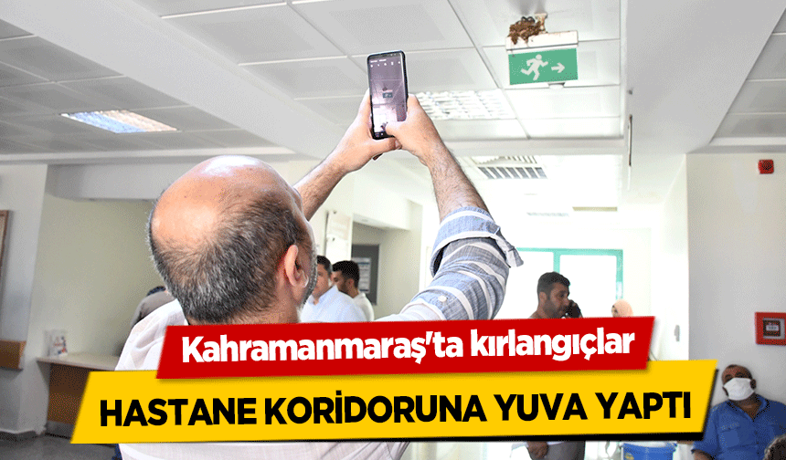 Kahramanmaraş'ta Kırlangıçlar Hastane Koridoruna Yuva Yaptı