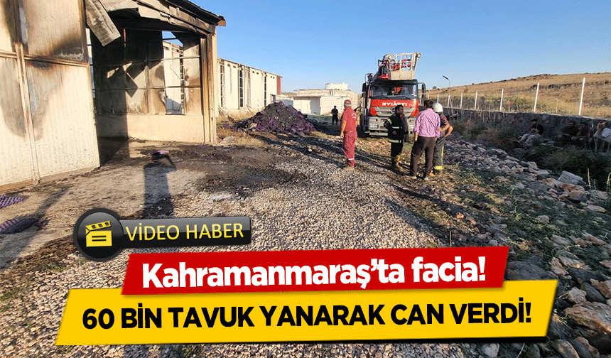Kahramanmaraş’ta facia! 60 bin tavuk yanarak can verdi