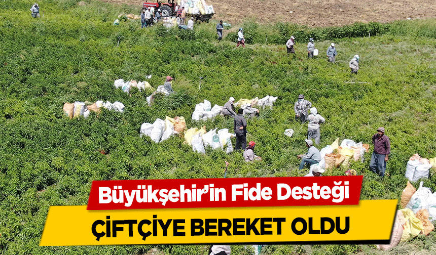 Büyükşehir’in Fide Desteği çiftçiye bereket oldu