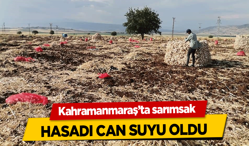 Kahramanmaraş’ta sarımsak hasadı can suyu oldu