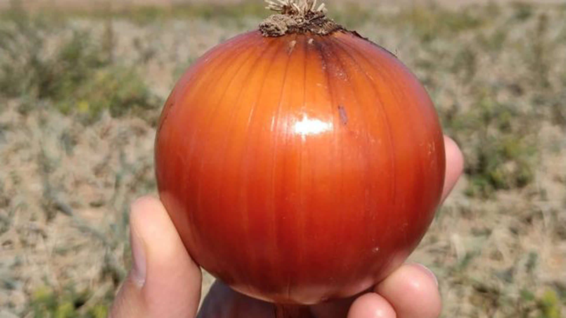 Tarım Bakanlığından kuru soğan açıklaması