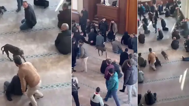 Cami İçinde Kısa Süreli Panik! Pitbull O Anlarda Görüntülendi